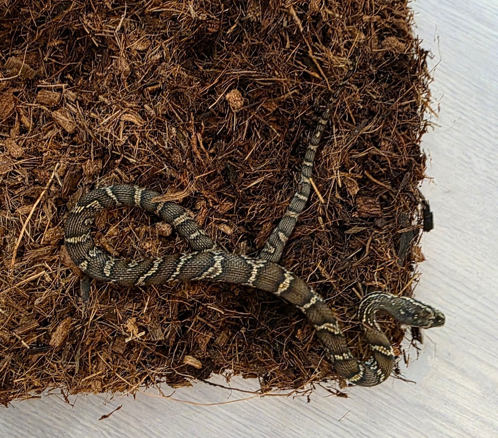 Elaphe schrenckii 0.0.2 Rat Snake - female for sale from ilonka