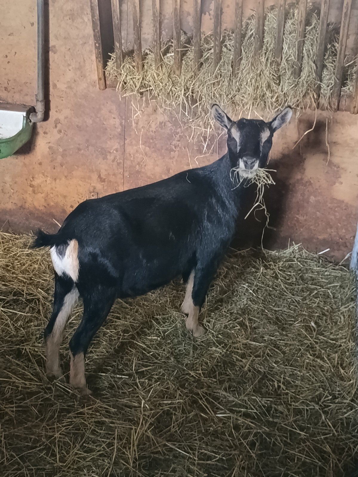 mooie dwerggeit, Dieren en Toebehoren, Vrouwelijk, Geit