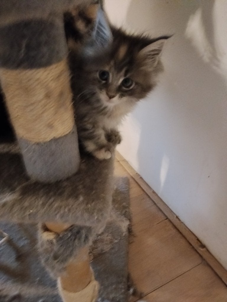 Russische Maine Coon kittens met stamboom, Meerdere dieren, Met stamboom