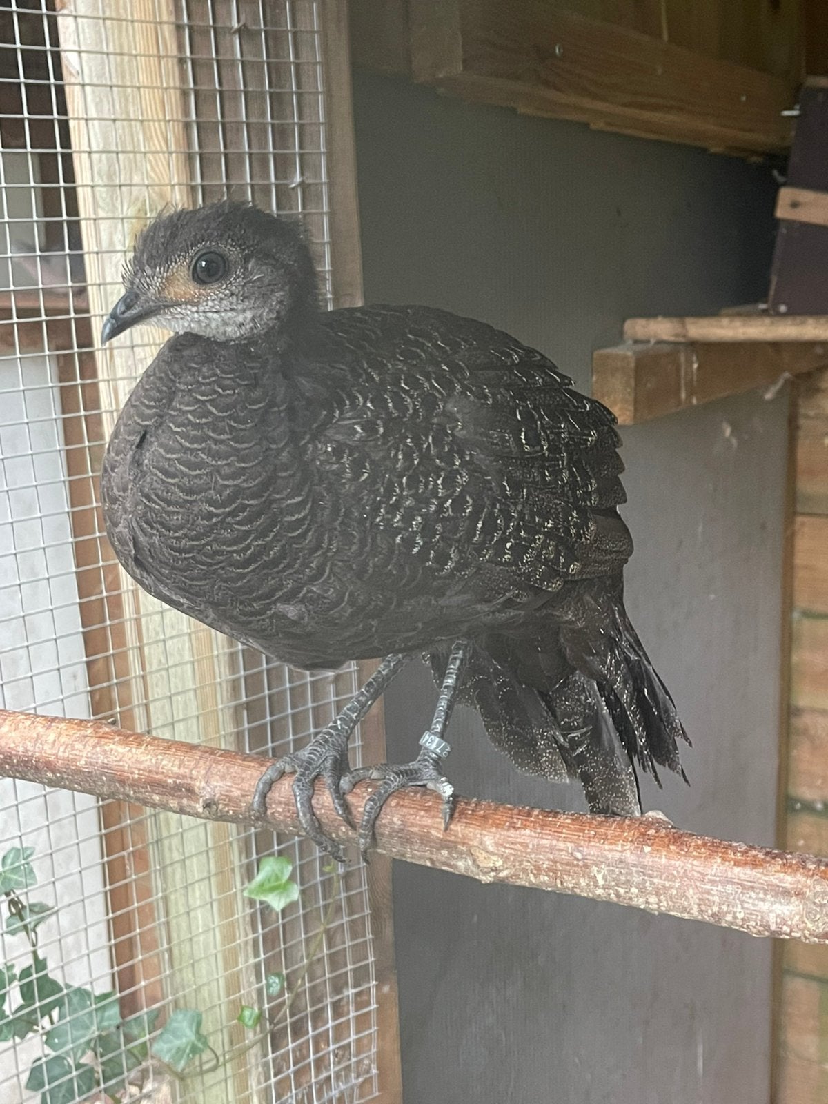 1-1 Grijze pauwfazant / chinquis pauwfazant onverwant, Dieren en Toebehoren, Meerdere dieren, Overige soorten