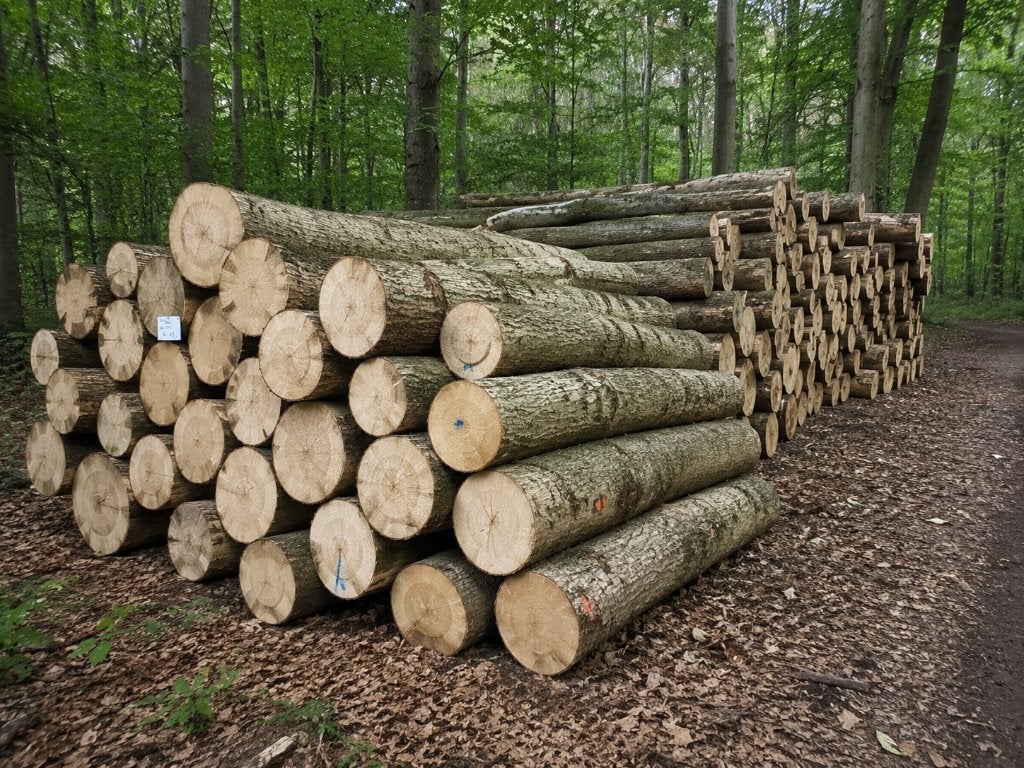 Essen Rondhout  / Brandhout beschikbaar!, 6 m³ of meer, Ophalen, Essenhout, Stammen
