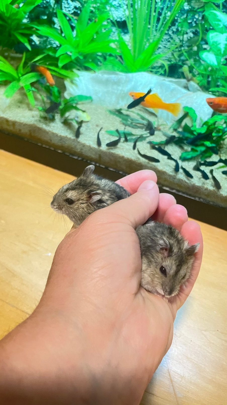 hamsters, Hamster, Augustus, Geslacht onbekend, Tam