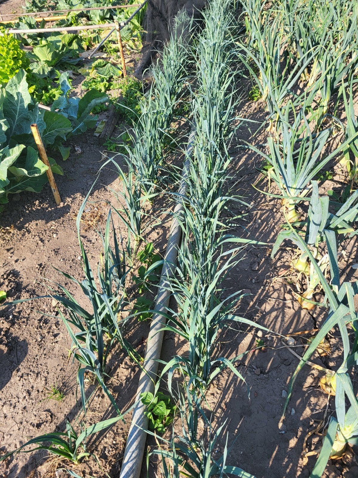 preiplanten te koop (winter), Hobby en Vrije tijd, Overige Hobby en Vrije tijd, Ophalen, Zo goed als nieuw