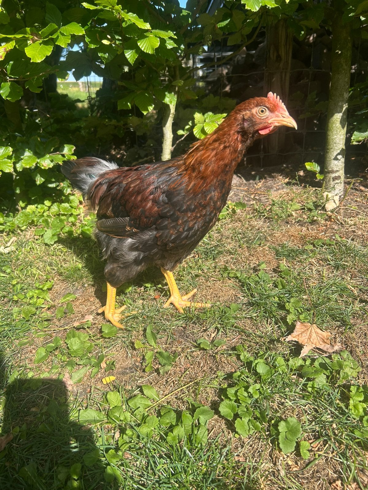 Welsumer haan (LAATSTE KANS!), Dieren en Toebehoren, Pluimvee, Mannelijk, Kip