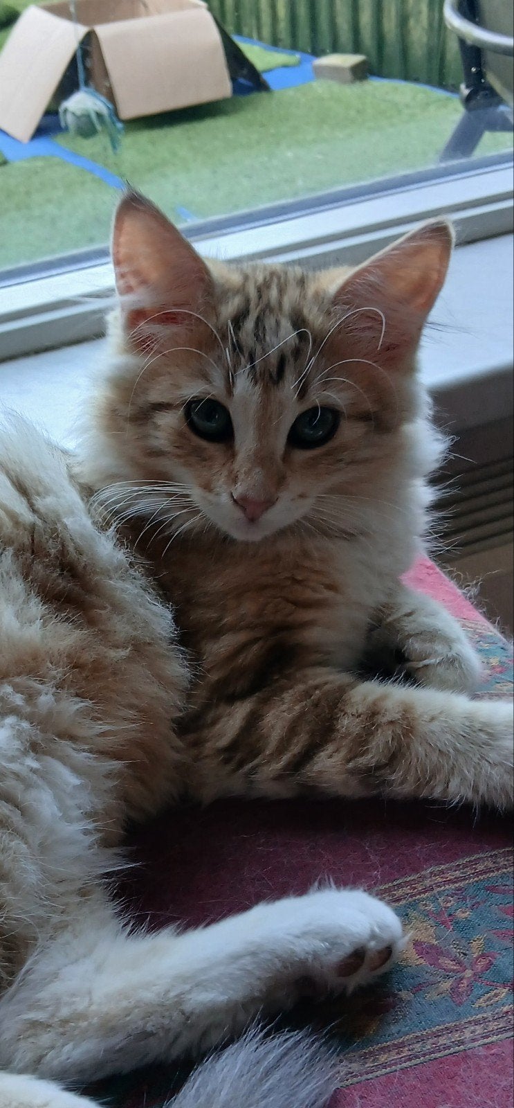 Noorse boskat kittens