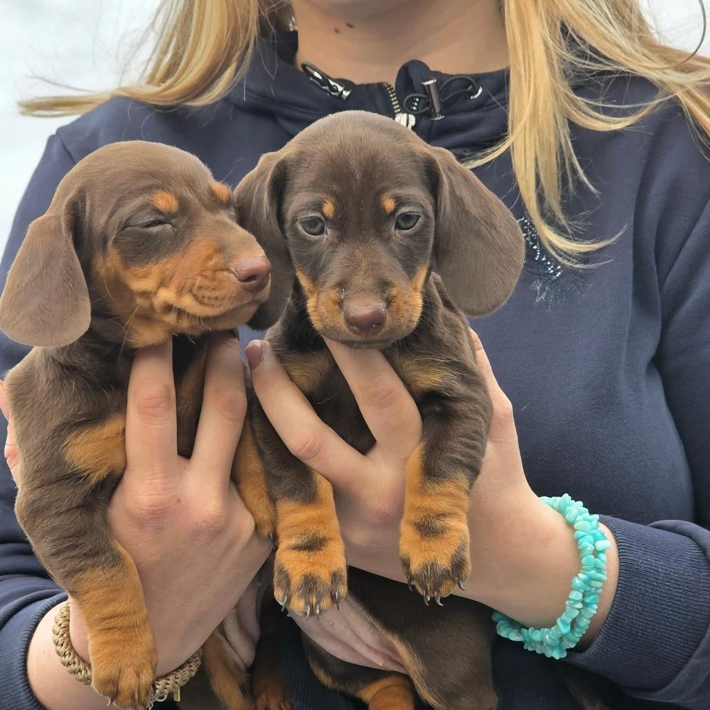 Teckel korthaar dwerg pups, Parvo, België, Particulier, 8 tot 15 weken