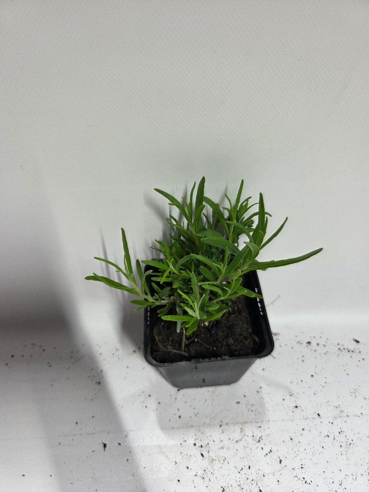Lavendel te koop, Ophalen, Vaste plant, Overige soorten, Volle zon