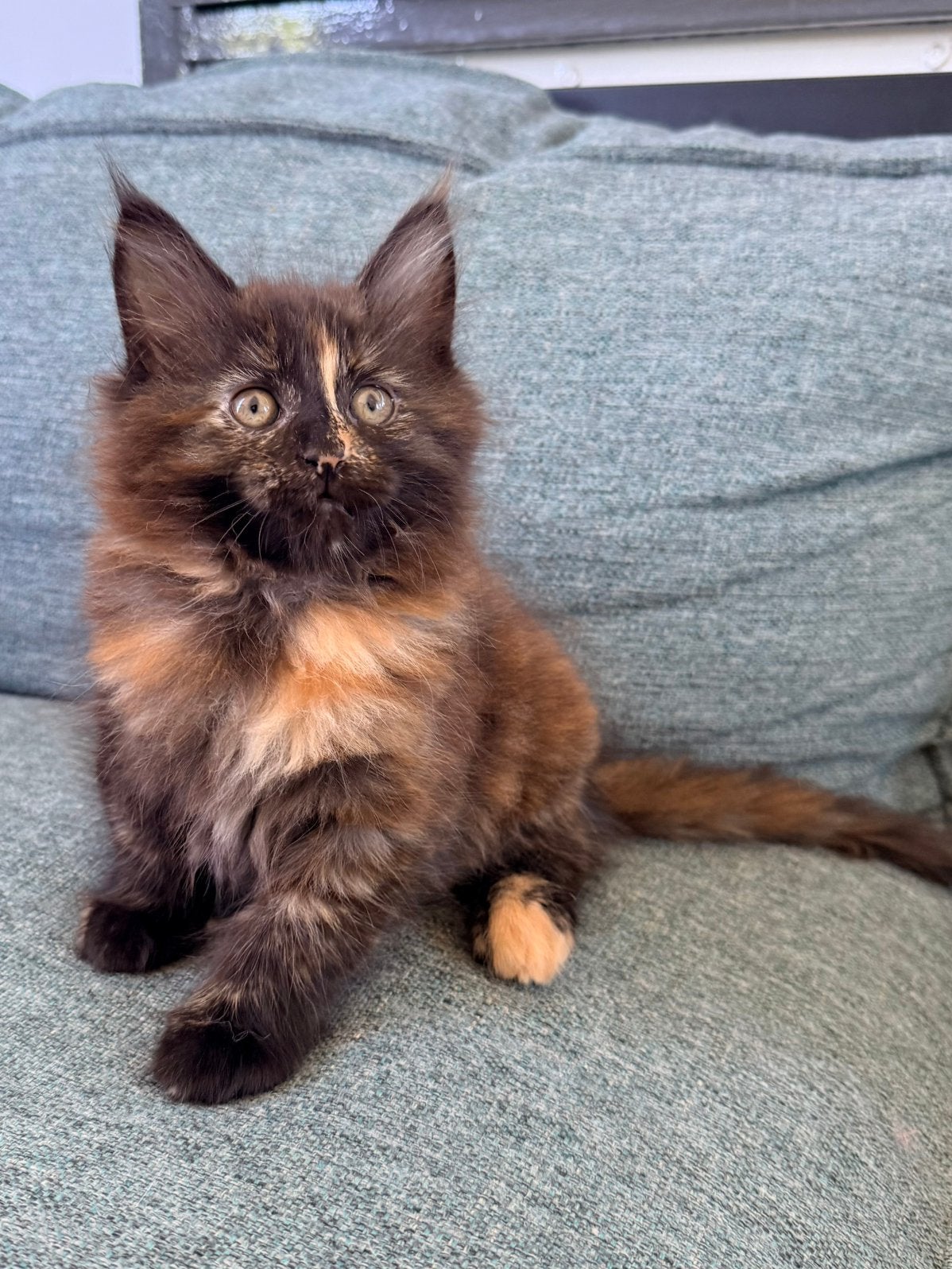 Nog 1 aanhankelijk Maine Coon kitten poesje beschikbaar, Meerdere dieren, Gechipt, 0 tot 2 jaar