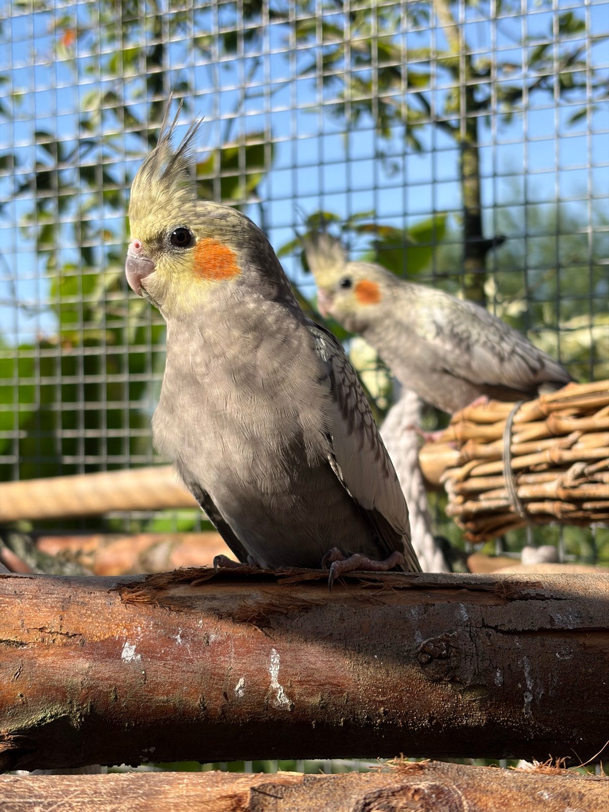 Prachtige jonkies valkparkieten, Meerdere dieren, Parkiet