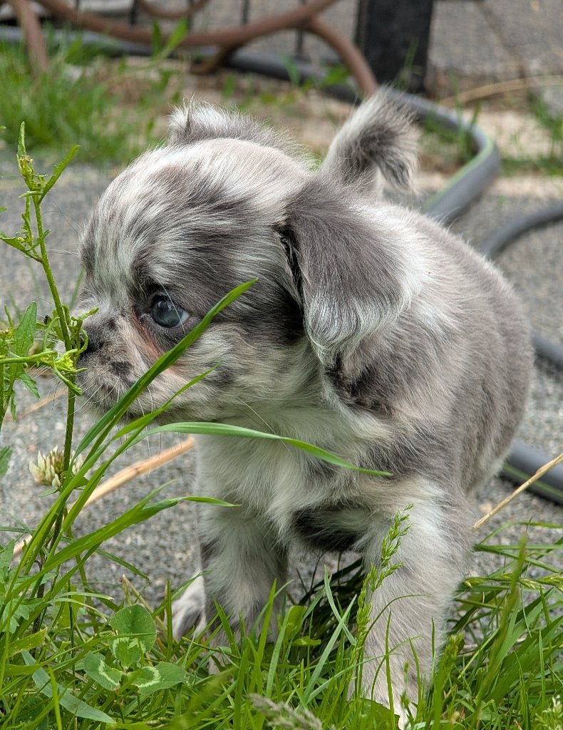 nieuwe franse bulldog teefje, Dieren en Toebehoren, Parvo, 8 tot 15 weken, Teef, Bulldog