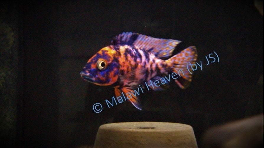 Aulonocara Red Berry Malawi Cichliden, Vis, Zoetwatervis, Schoolvis