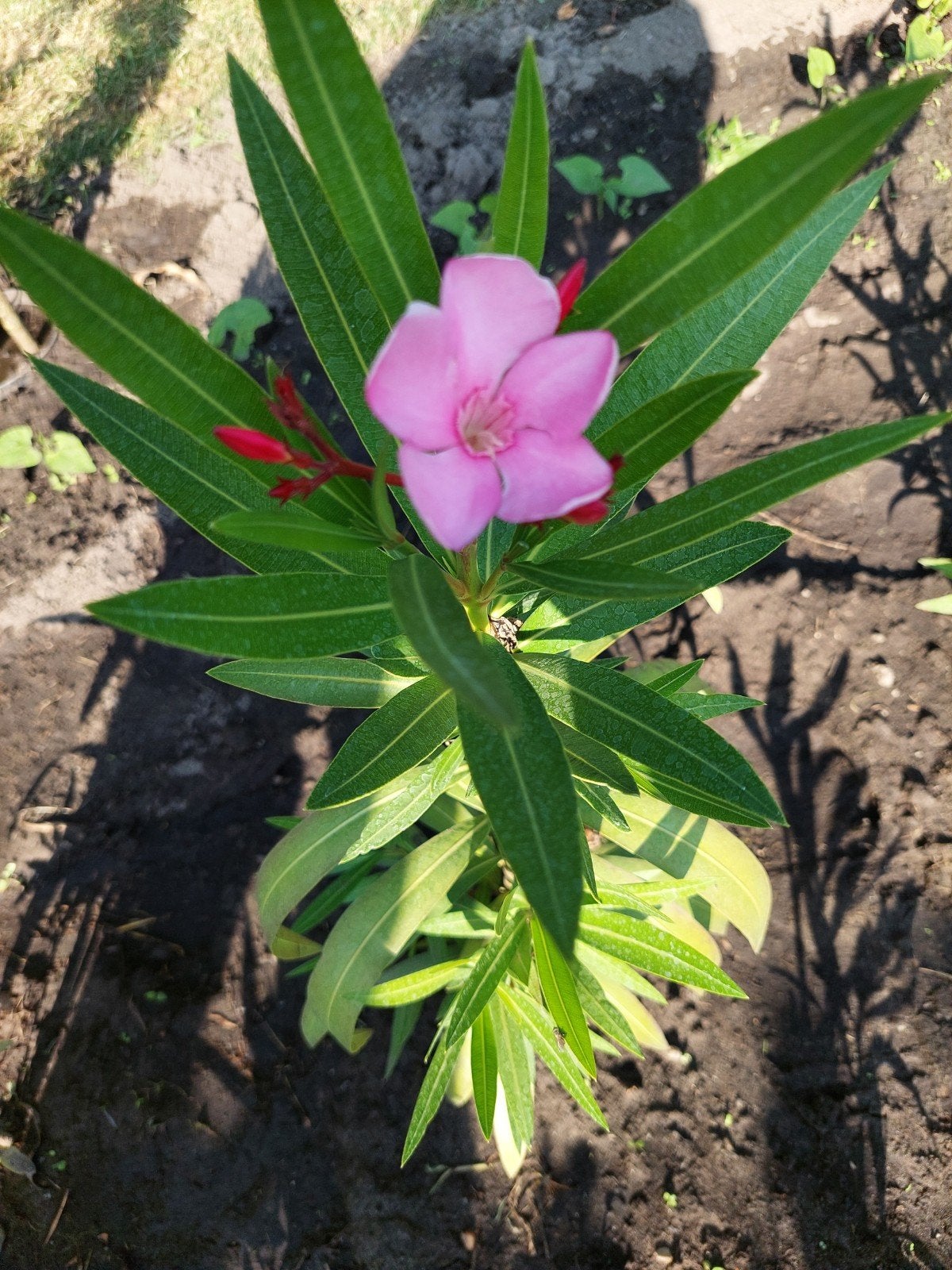 Roze Oleander plant - Nerium Oleander, Tuin en Terras, Ophalen, Overige soorten, Volle zon