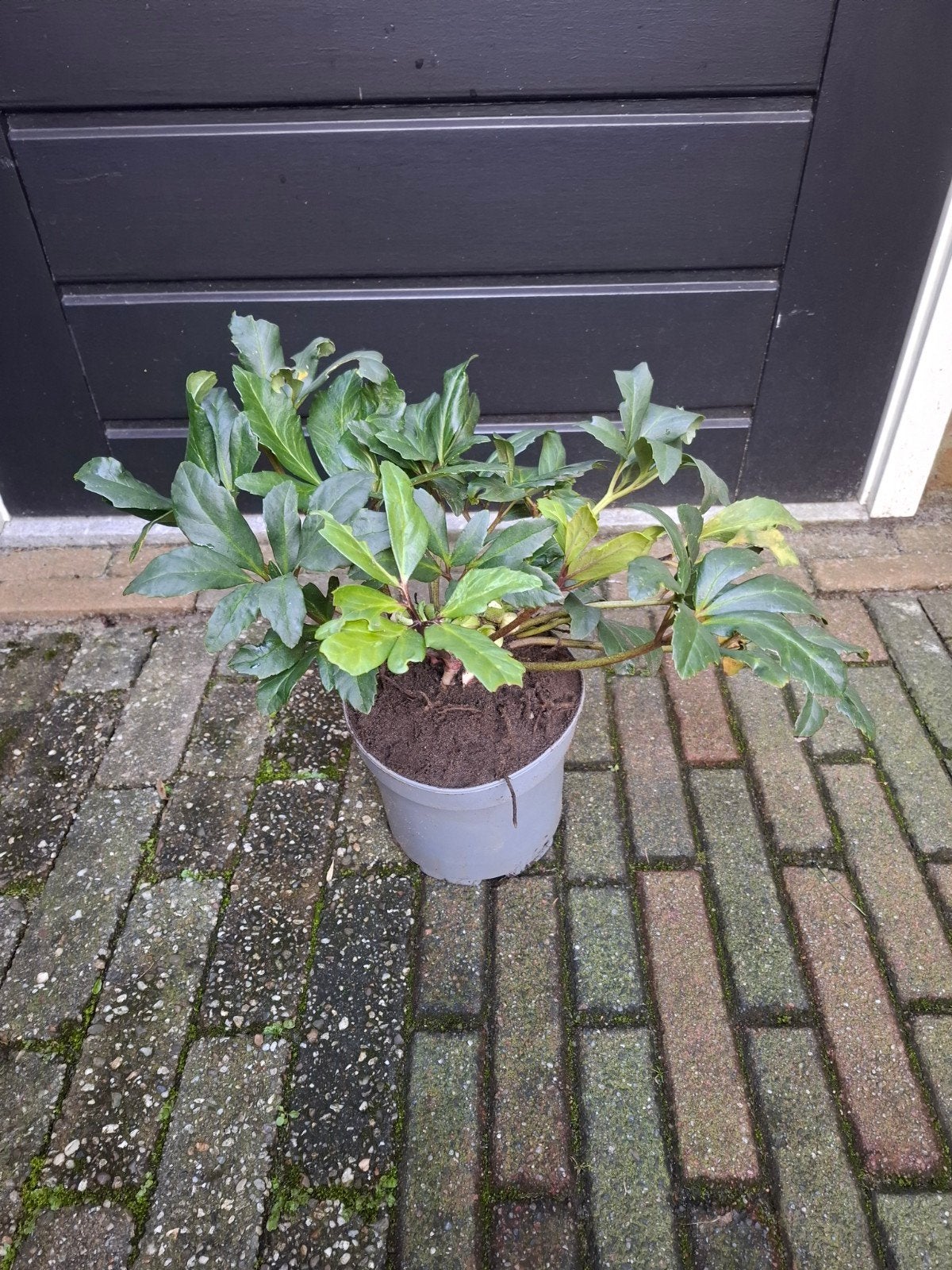 Helleboris, Ophalen, Overige soorten, Volle zon