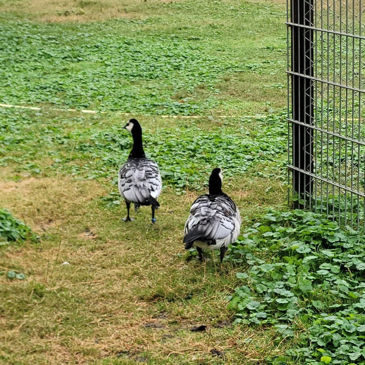 Brandganzen, Meerdere dieren, Gans of Zwaan