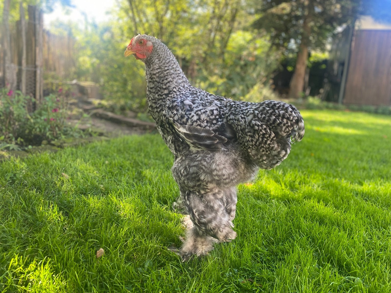 Brahma Haan 1 mei 2026
