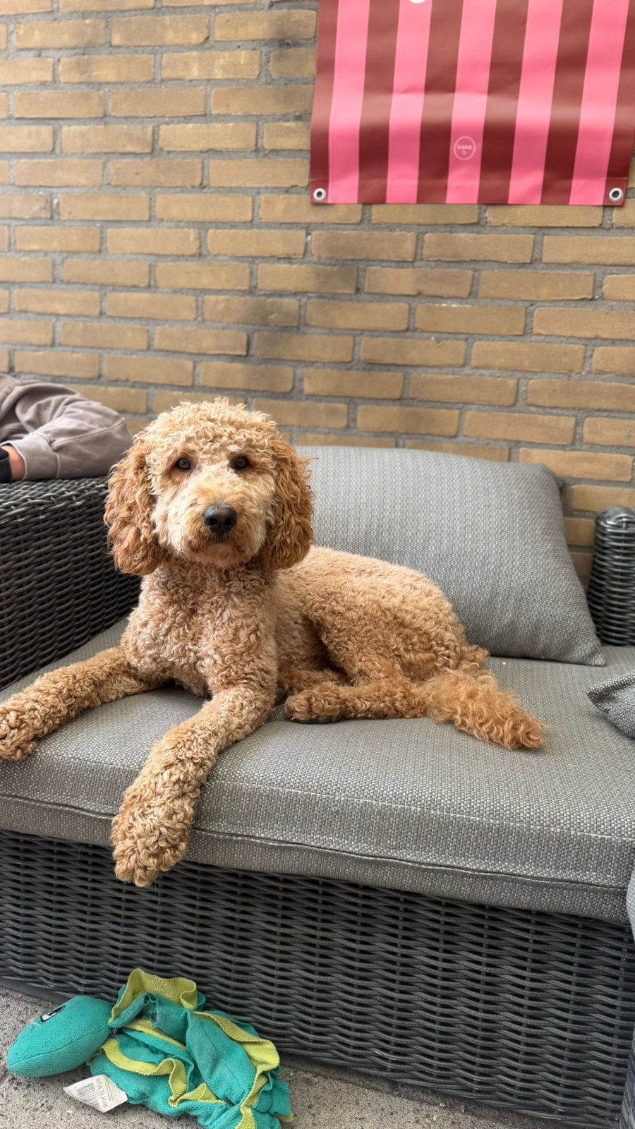 Labradoodle Dekreu, Reu, Parvo, Eén hond, 3 tot 5 jaar