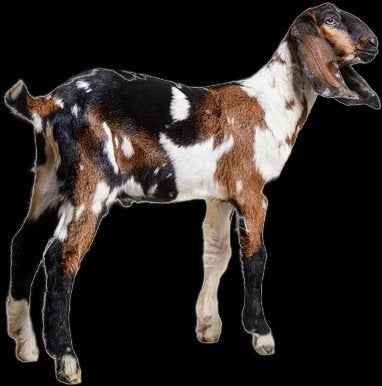 GEZOCHT: Nubische bok CL/CAE vrij, Dieren en Toebehoren, Schapen, Geiten en Varkens, Mannelijk, Geit, 0 tot 2 jaar