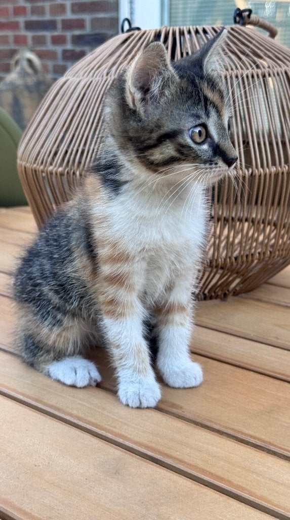 Lieve lapjeskittens zoeken een nieuw thuis, Poes, Ontwormd, 0 tot 2 jaar