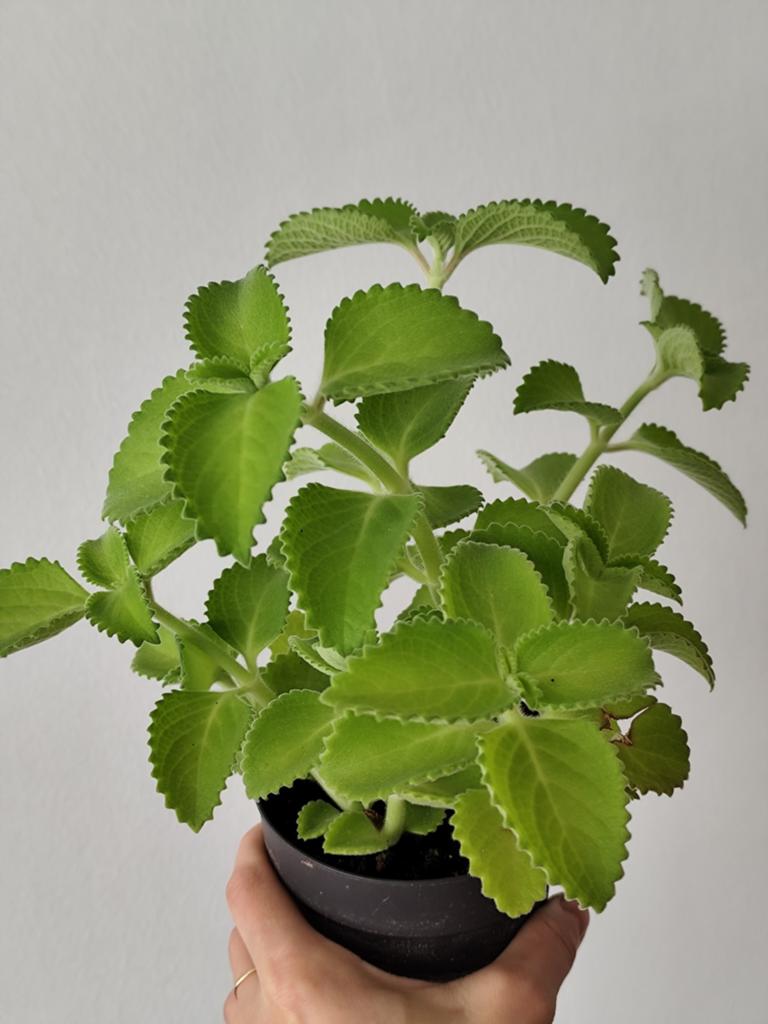 Verse Oregano Kruidenplant - Perfect voor Keuken & Tuin, Tuin en Terras, Ophalen, Volle zon, Vaste plant, Kruiden