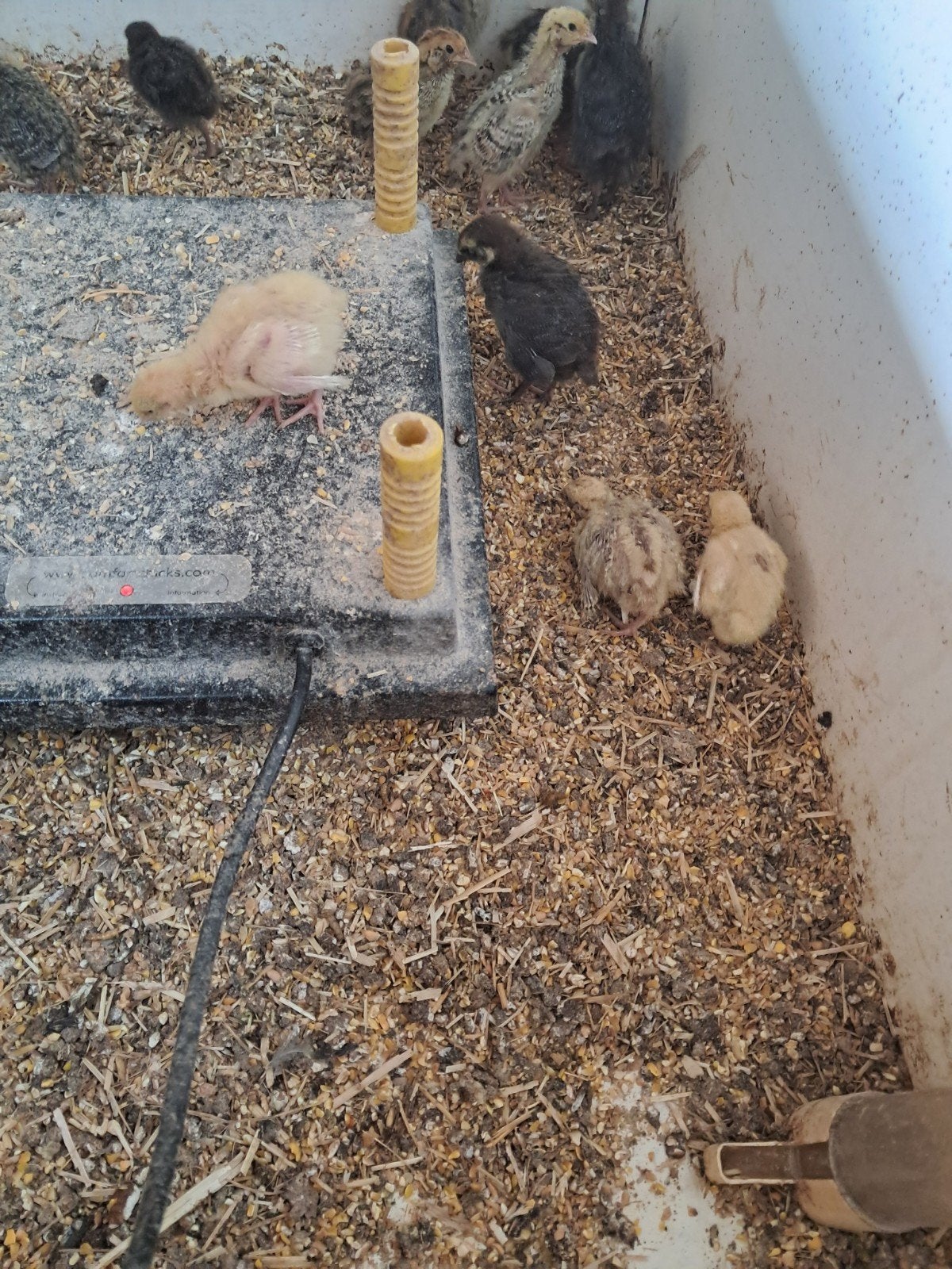 Japanse kwartel kuikens, Meerdere dieren