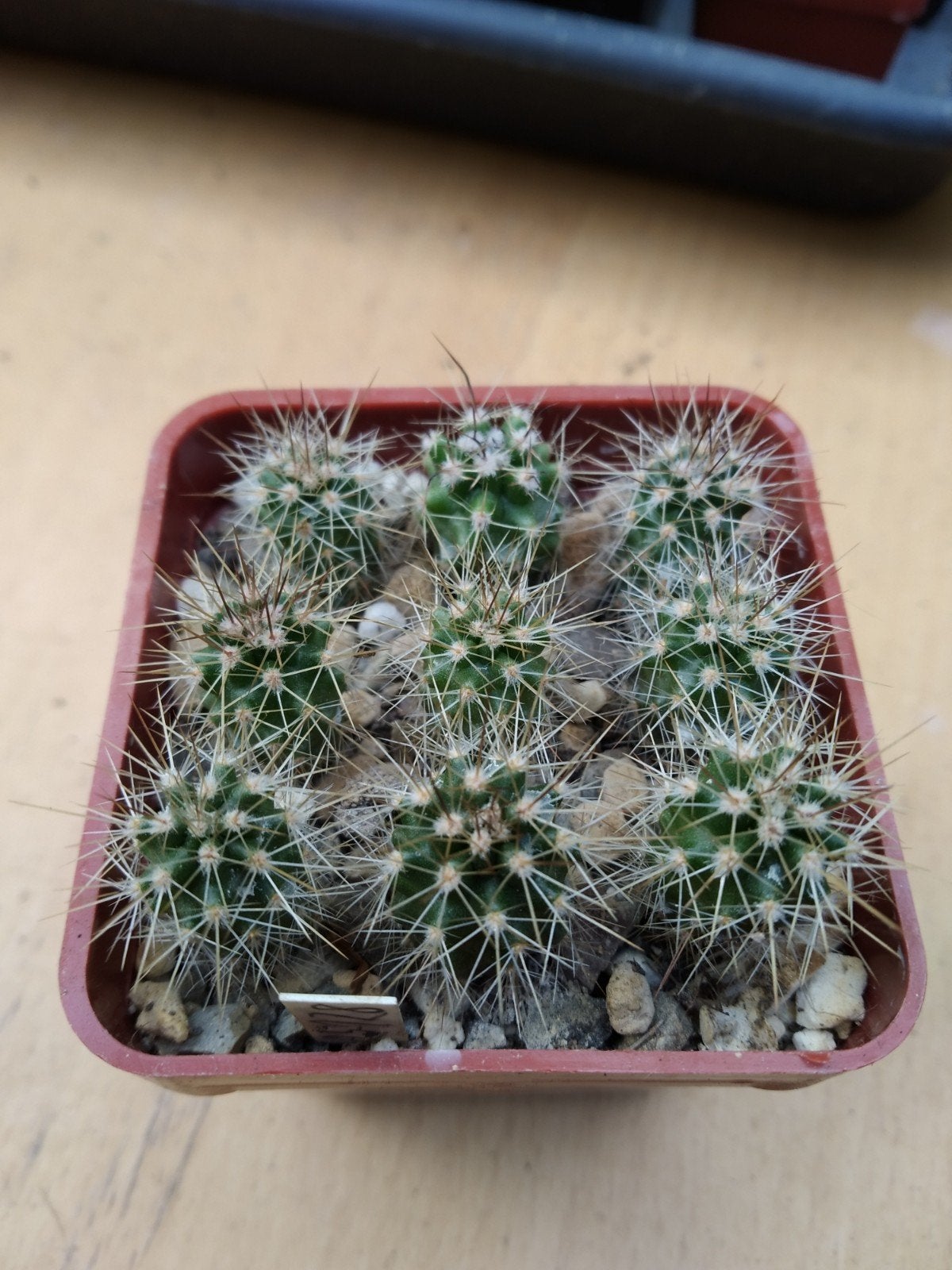 Cactus Creatures Echinocereus coccineus AG3 €1 per plant, Huis en Inrichting, Kamerplanten, Ophalen of Verzenden, Cactus, Minder dan 100 cm