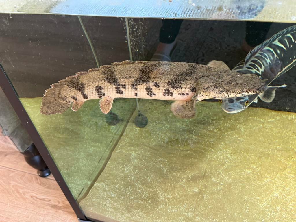 Grote Polypterus endlicheri (kwastvinsnoek) man van 52 cm, Dieren en Toebehoren, Vissen | Aquariumvissen, Vis