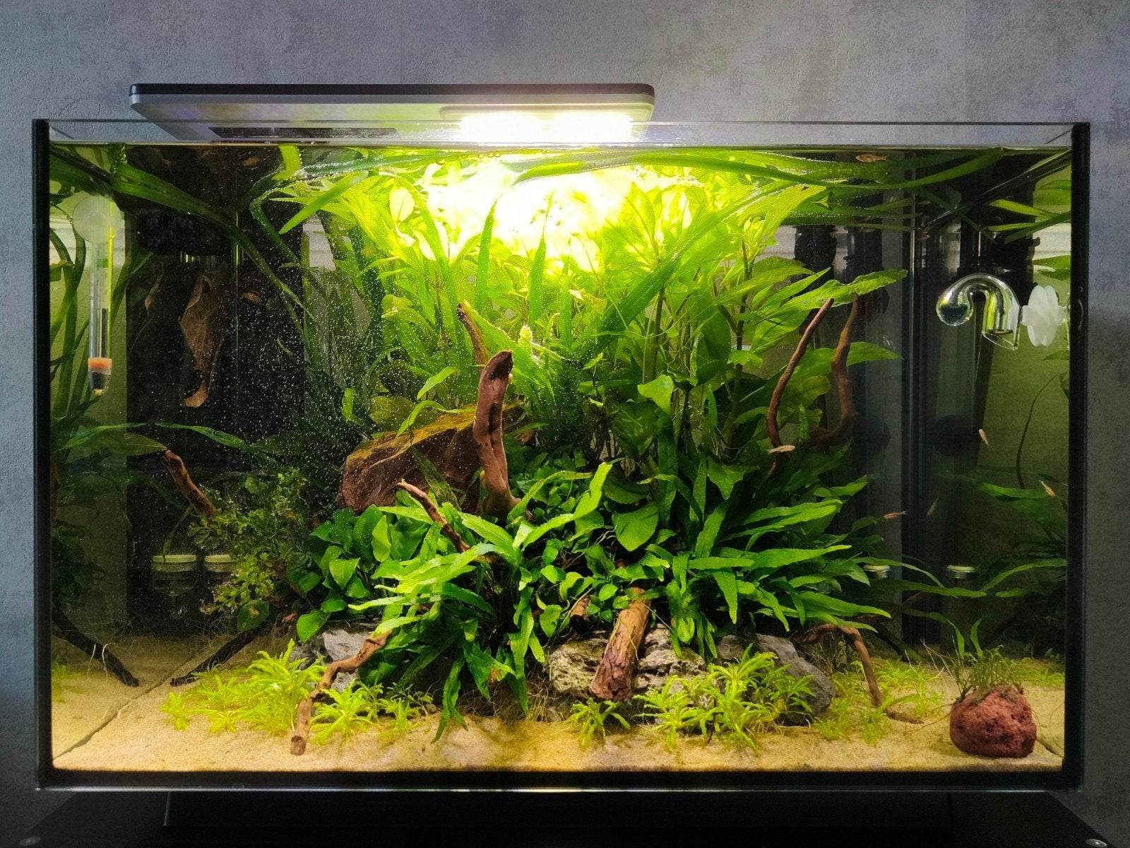 Superfish quadro 70 pro, hout stenen, Dieren en Toebehoren, Ophalen, Leeg aquarium
