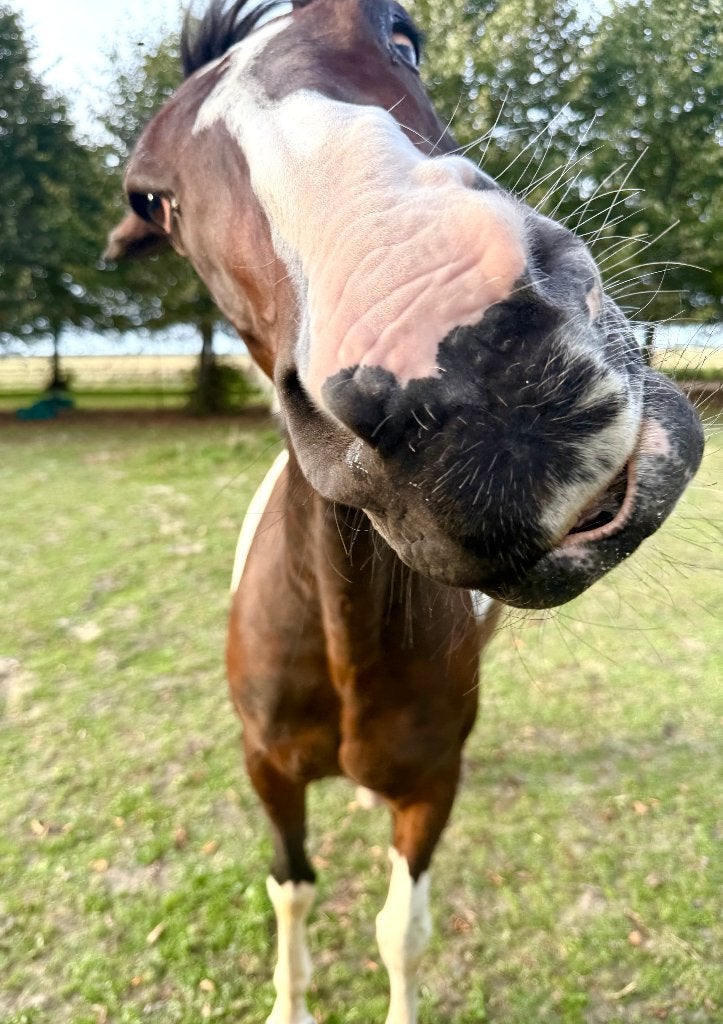 Fijne en betrouwbare E-pony ruin (156 cm), Dieren en Toebehoren, Z, Ruin, Dressuurpony, 11 jaar of ouder