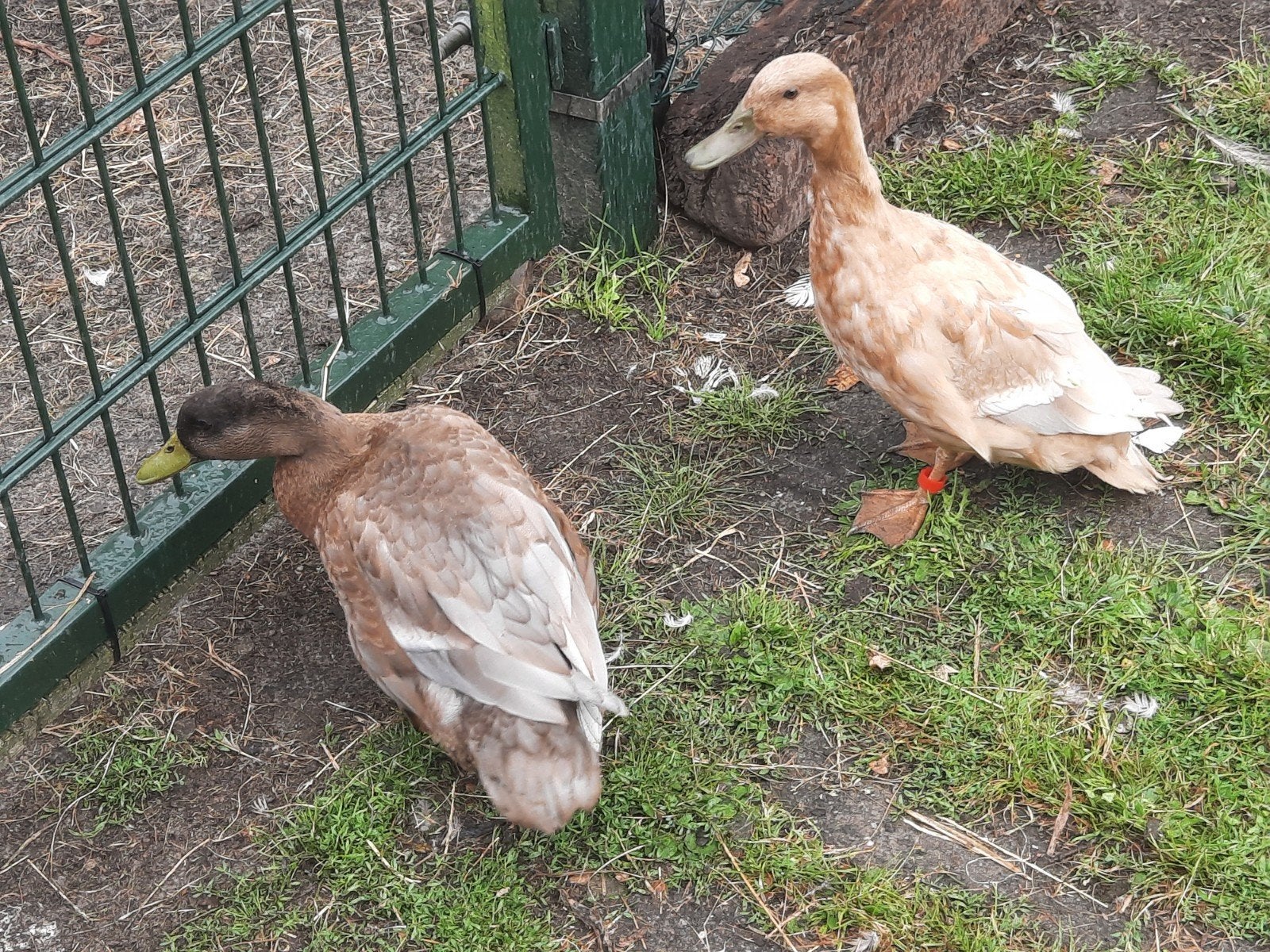 eendjes koppeltje, Dieren en Toebehoren, Meerdere dieren, Eend