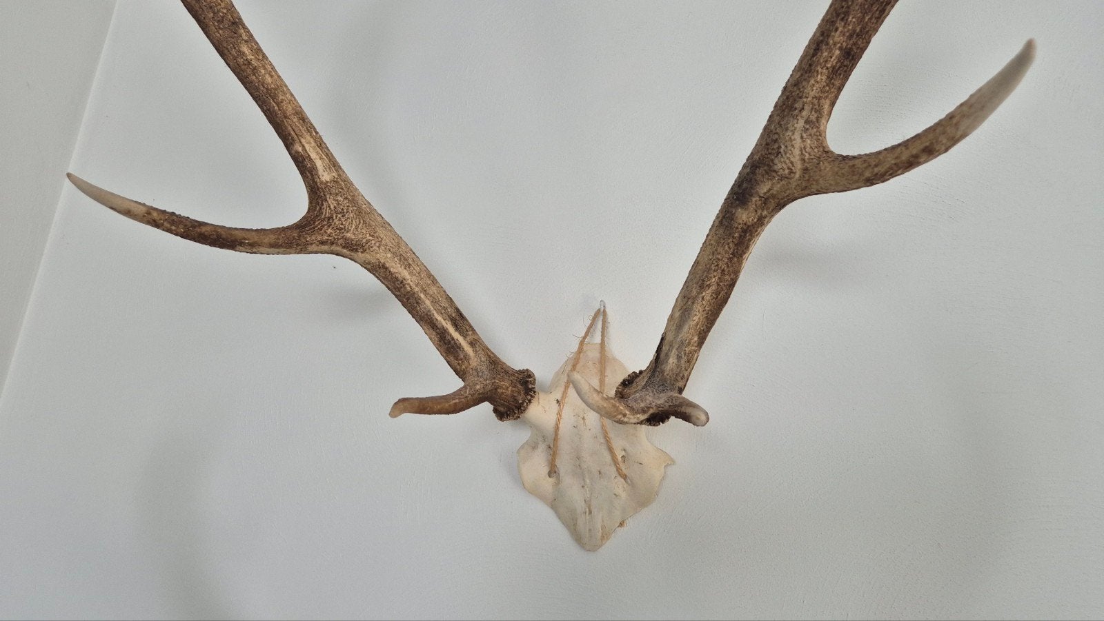 Edelhert gewei (Tienender) – 65 cm breed, Ophalen, Gebruikt