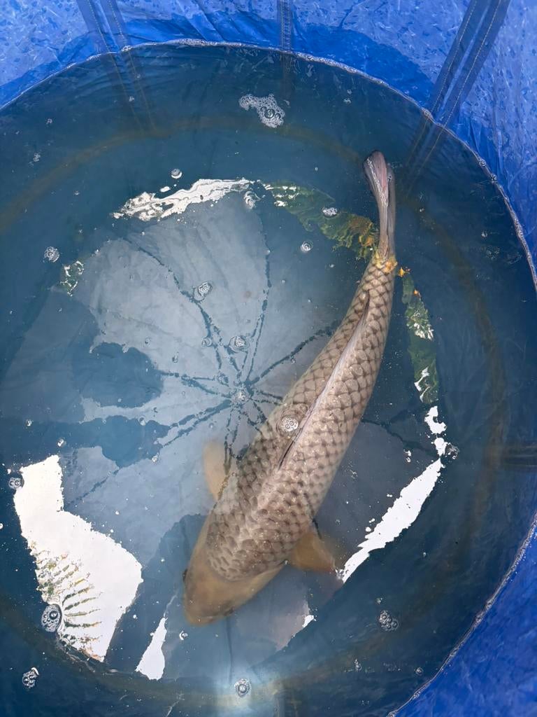 Japanse Soragoi van ongeveer 72 te koop, Dieren en Toebehoren, Vissen | Vijvervissen, Karper of Koi