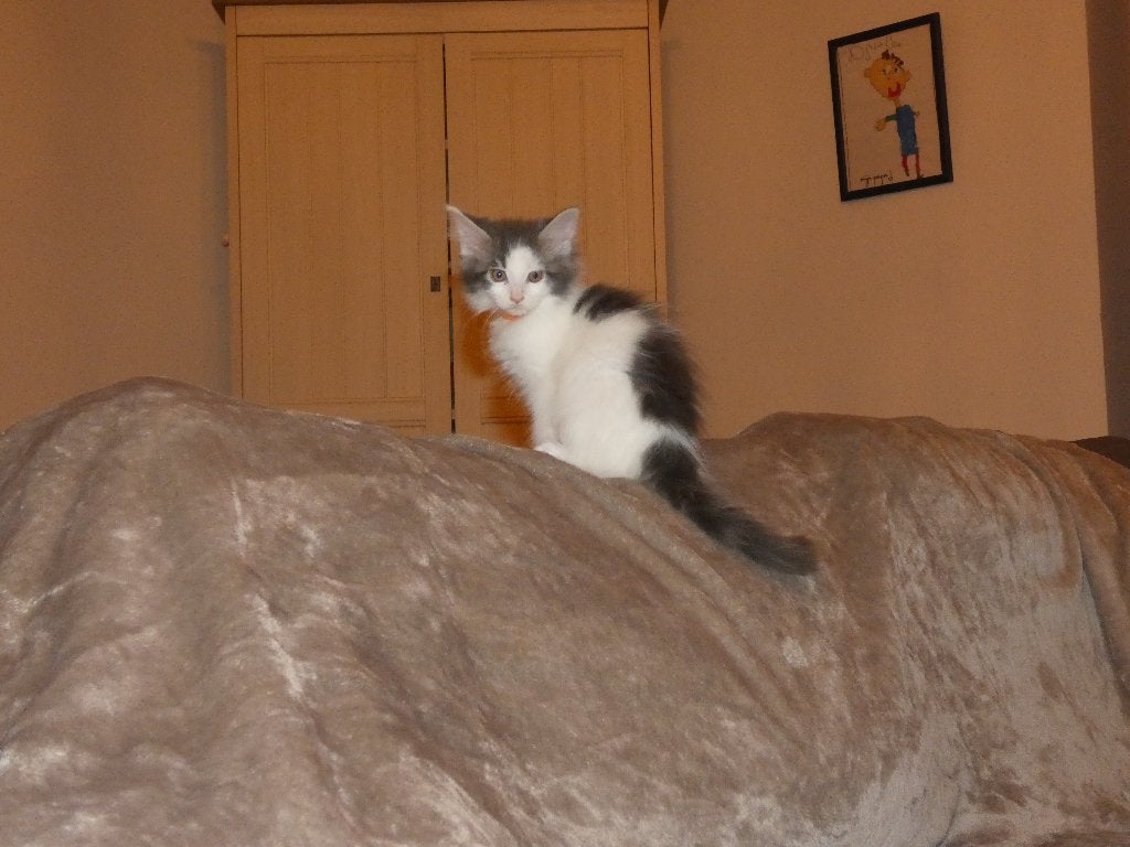4 Maine Coon kittens, Meerdere dieren, Gechipt, 0 tot 2 jaar