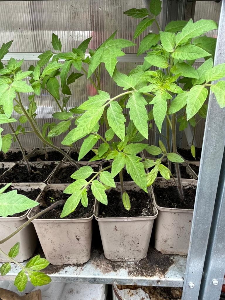 Biologisch Tomatenplanten, Ophalen, Minder dan 100 cm, Overige soorten, Volle zon