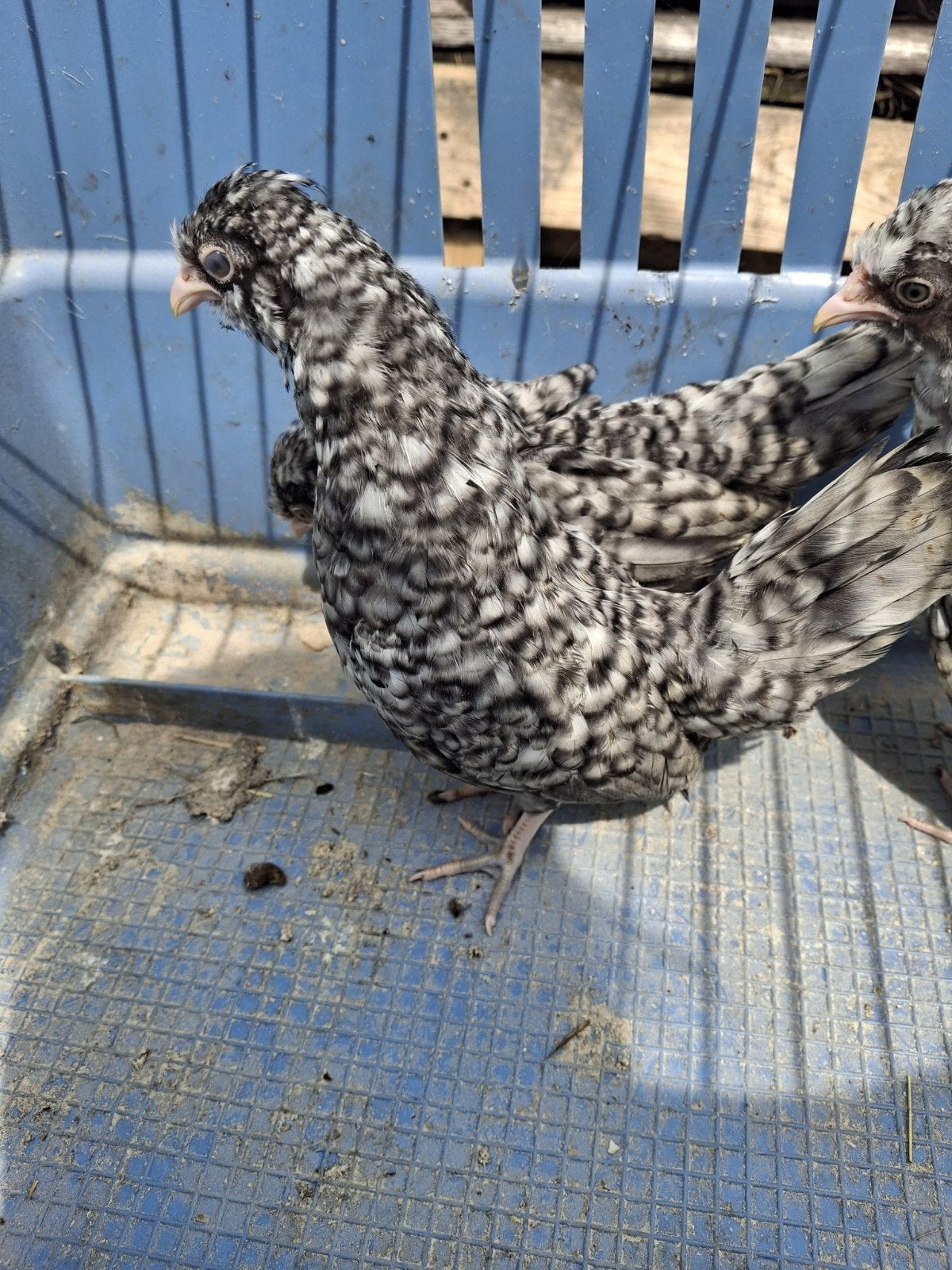 Jonge Watermaalse Baardkriel hanen, Dieren en Toebehoren, Mannelijk, Kip