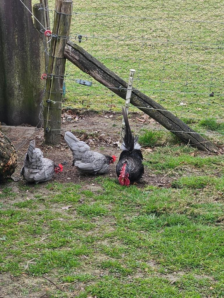 Tekoop mooie trio blauwe chabo's, Dieren en Toebehoren, Pluimvee, Meerdere dieren, Kip