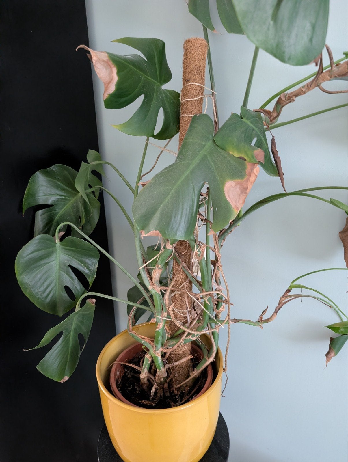 Monstera plant met mosstok en pot, Ophalen, Overige soorten, Halfschaduw, In pot