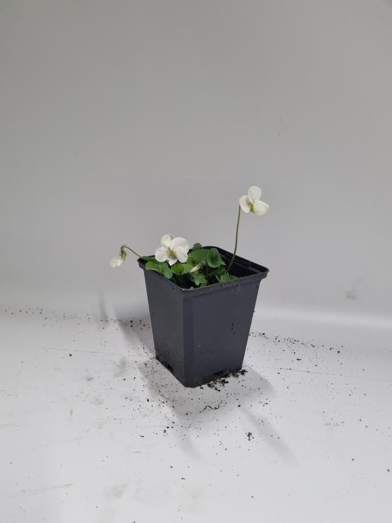 Witte maarts viooltje te koop, Ophalen, Vaste plant, Bodembedekkers, Volle zon