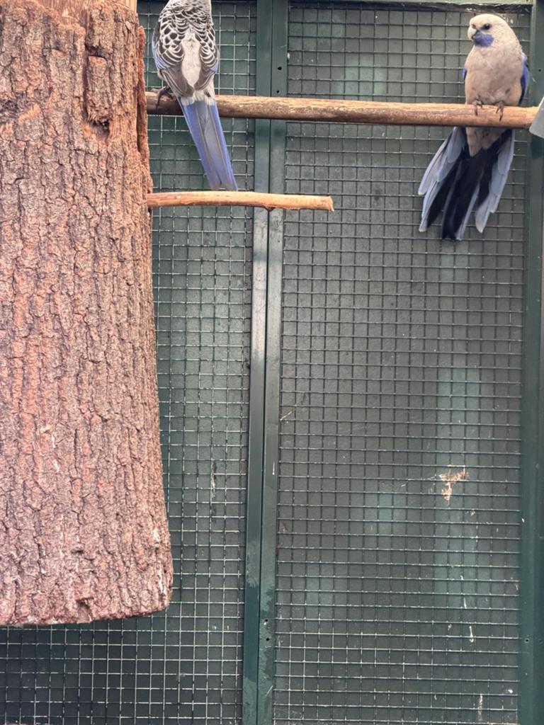 Pennant rosella parkiet blauw, Dieren en Toebehoren, Mannelijk, Parkiet, Geringd