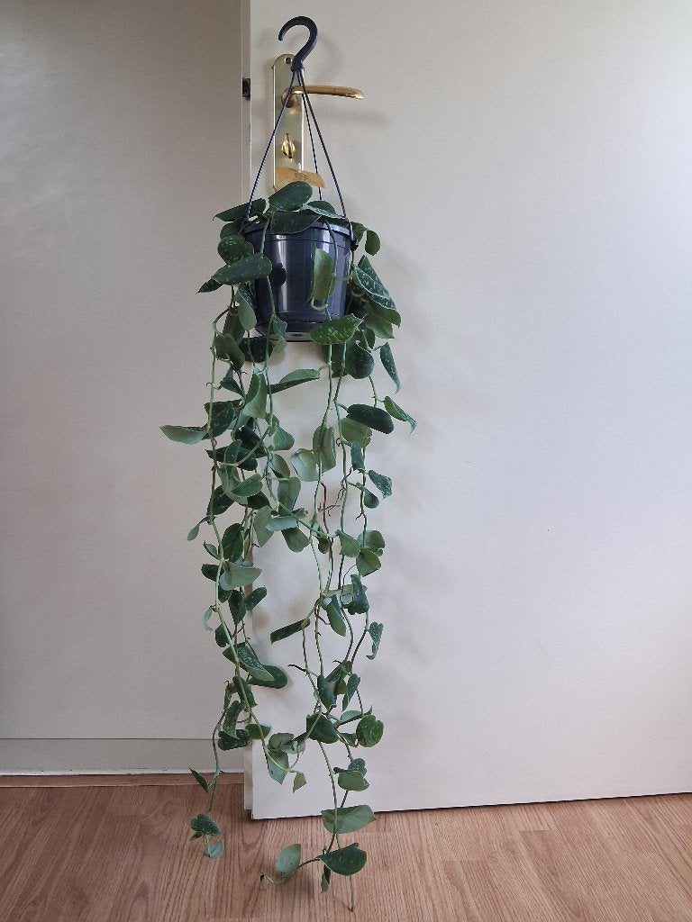XL Scindapsus Pictus ‘Argyraeus' - Zilverrank / Hangplant, Huis en Inrichting, Ophalen, 100 tot 150 cm, Overige soorten, Halfschaduw