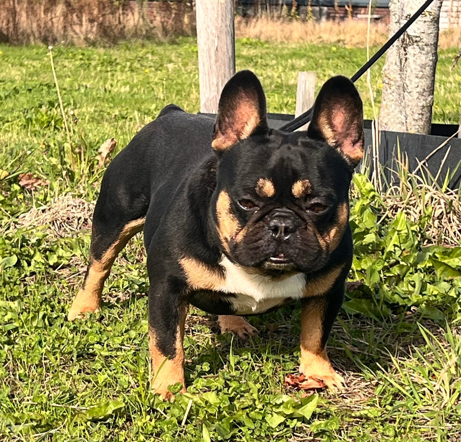 Super lieve franse bulldog reu zoekt een nieuw huisje, Reu, Bulldog, Meerdere, 3 tot 5 jaar