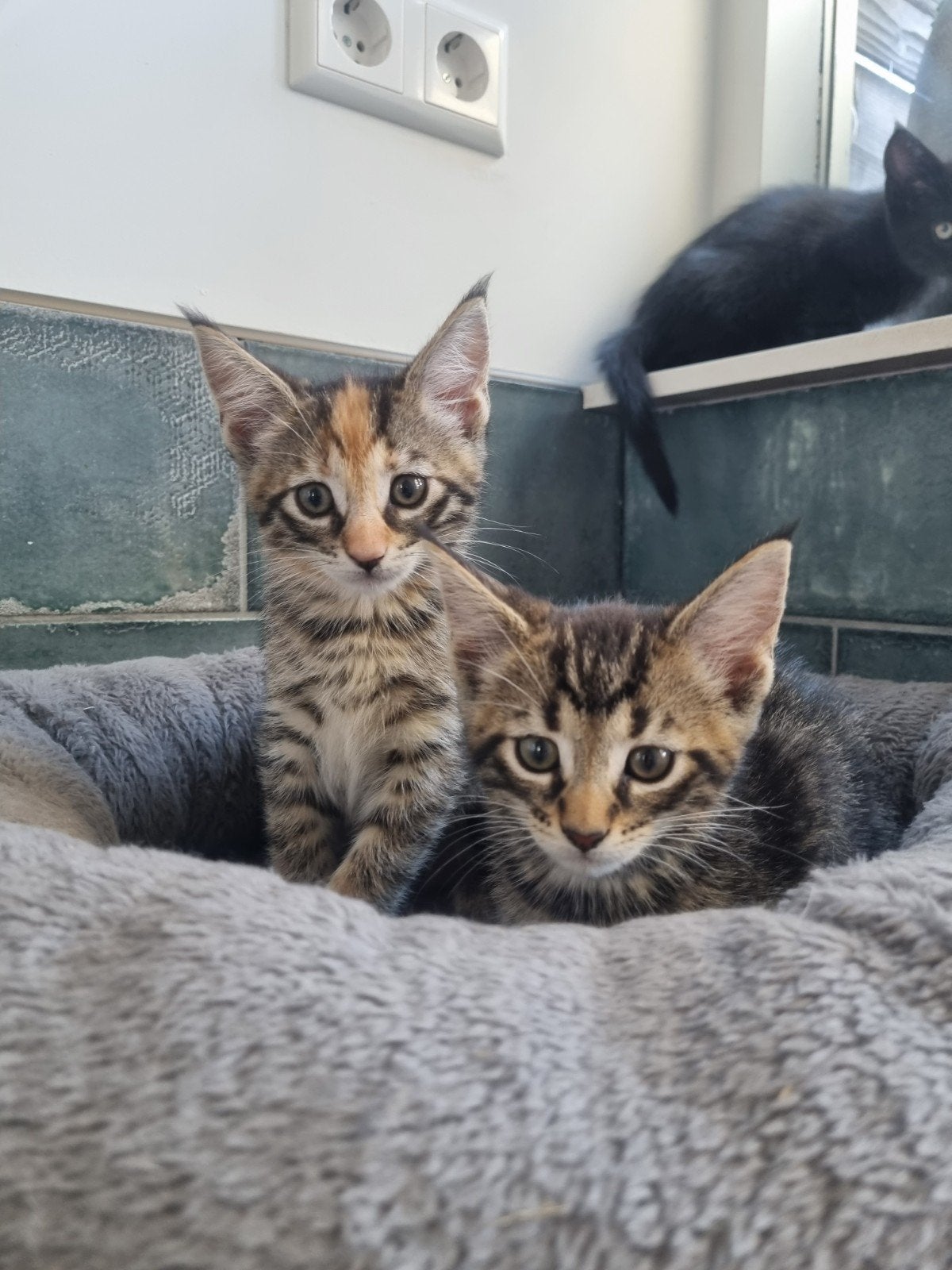 kruising Maine coon kittens, Dieren en Toebehoren, Meerdere dieren, Ontwormd, 0 tot 2 jaar