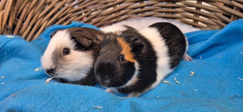 Caviakoppel BALOU & BANJER uit de opvang zoeken even tehuis!, Dieren en Toebehoren, Knaagdieren, Maart, Meerdere dieren, Cavia