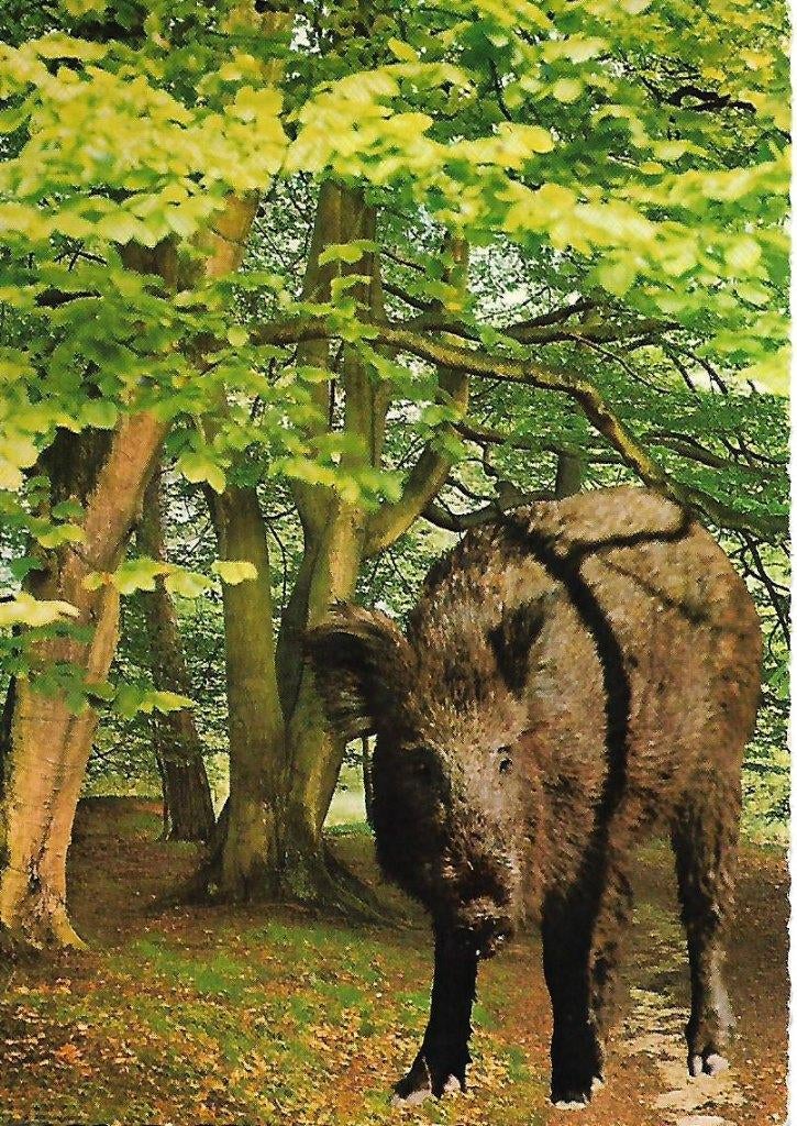 Wild Zwijn., Verzenden, 1960 tot 1980, Gelopen, Wild dier