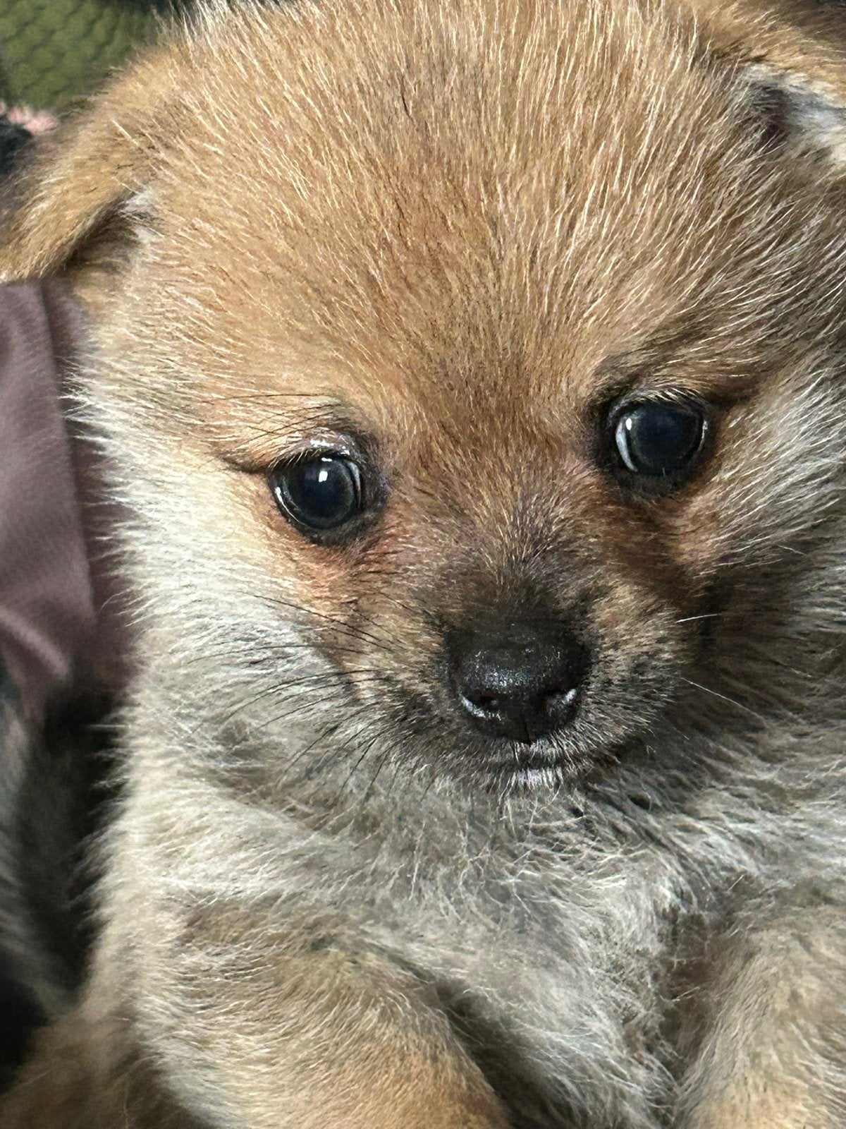 Pomeriaan kruising, Parvo, 8 tot 15 weken, Meerdere, Nederland