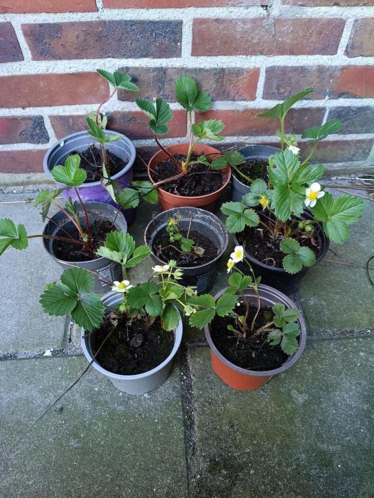 Aardbeienplantjes, doordragers, Tuin en Terras, Ophalen, Fruitplanten, Volle zon