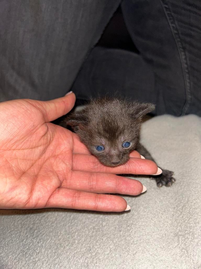 Kittens, Meerdere dieren, Ontwormd