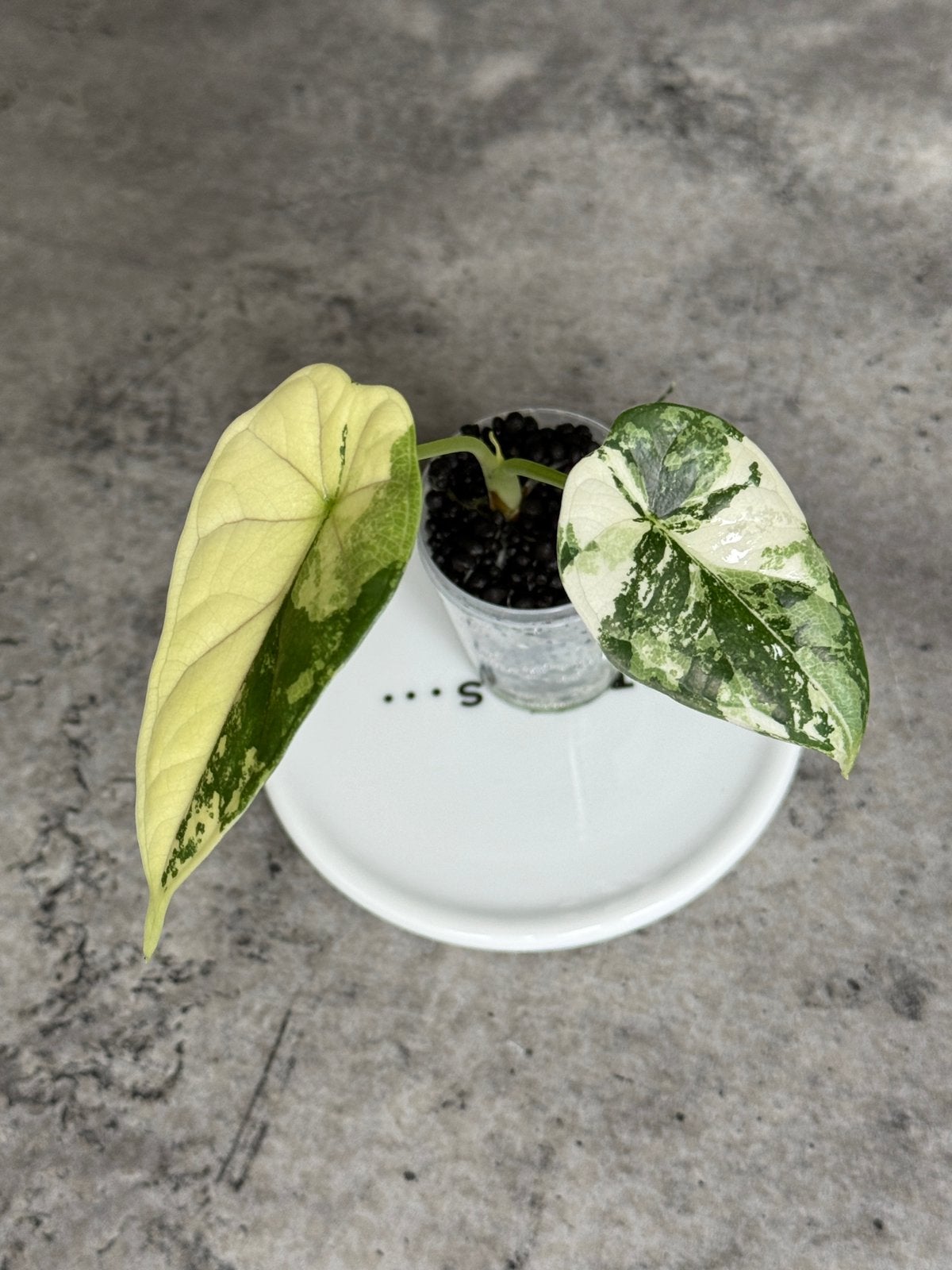 Alocasia Dragon Scale variegata, Huis en Inrichting, Kamerplanten, Ophalen of Verzenden, Halfschaduw, Minder dan 100 cm
