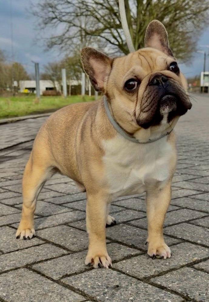 Bent u op zoek naar een dekreu voor uw teef..., Dieren en Toebehoren, Honden | Dekreuen, België, Fokker | Hobbymatig, Reu, 1 tot 2 jaar