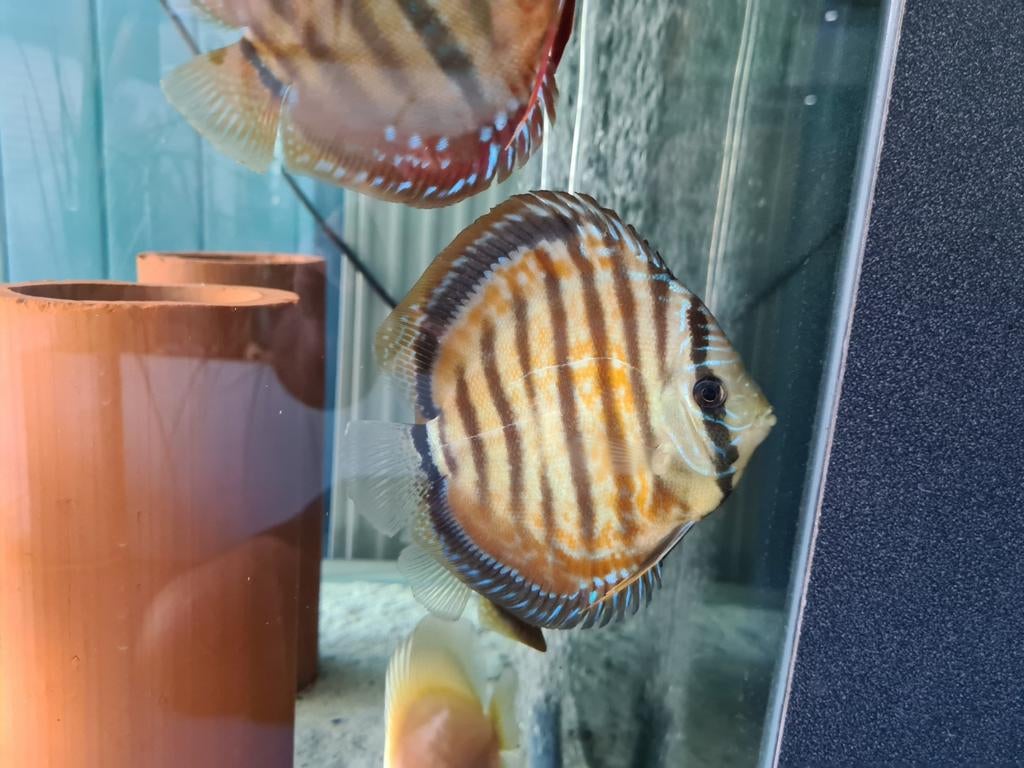 Paraconi Yellow Wild Cross Discus, Sympysodon Discus
