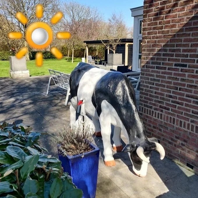 Decoratieve koeien beelden – kalf zwartbont kleur mogelijk, Ophalen, Nieuw, Kunststof, Dierenbeeld
